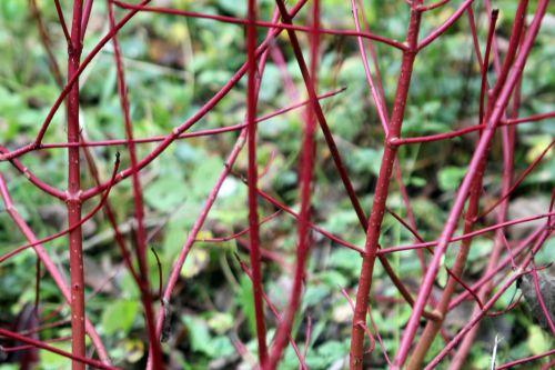 5 cornus alba romi 18 oct 2012 077.jpg