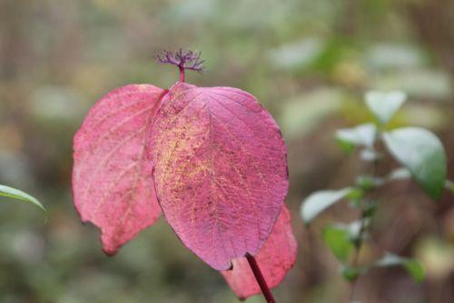 7 cornus alba romi 18 oct 2012 081.jpg