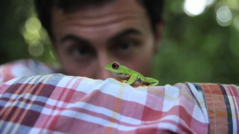 Leïla en vert et contre tout: Follow The Frog