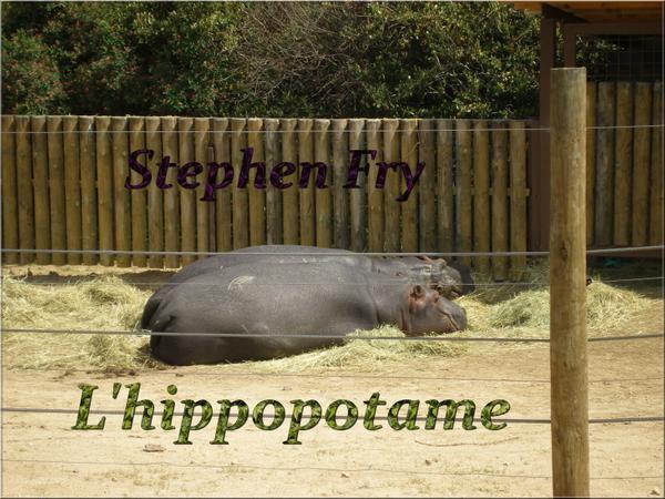 L’hippopotame, ça popote énormément