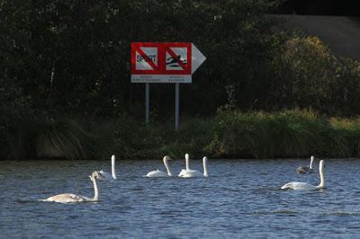 Oiseaux sur le plan d'eau de Chaudeney Oiseaux sur le plan d'eau de Chaudeney