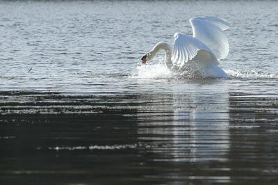 Oiseaux sur le plan d'eau de Chaudeney Oiseaux sur le plan d'eau de Chaudeney