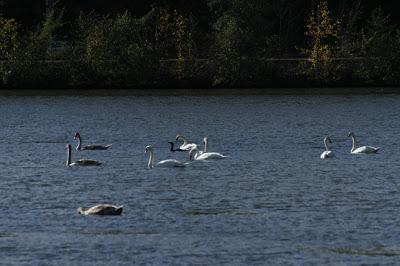 Oiseaux sur le plan d'eau de Chaudeney Oiseaux sur le plan d'eau de Chaudeney