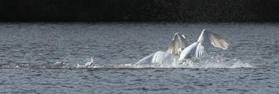 Oiseaux sur le plan d'eau de Chaudeney Oiseaux sur le plan d'eau de Chaudeney