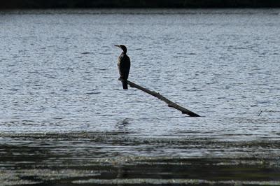 Oiseaux sur le plan d'eau de Chaudeney Oiseaux sur le plan d'eau de Chaudeney