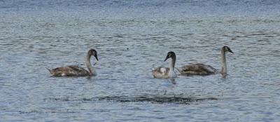 Oiseaux sur le plan d'eau de Chaudeney Oiseaux sur le plan d'eau de Chaudeney