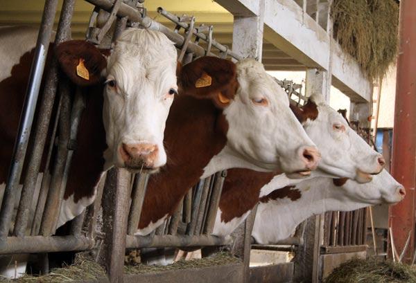 vaches-ferme-marchal Vaches de la ferme Marchal dans les Vosges