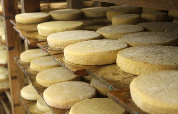 munster-ferme-marchal Munsters de la ferme Marchal dans les Vosges