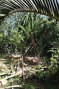 Élagage à Tival jardin-6718.JPG