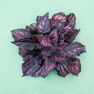 Begonia-rex Begonia-rex