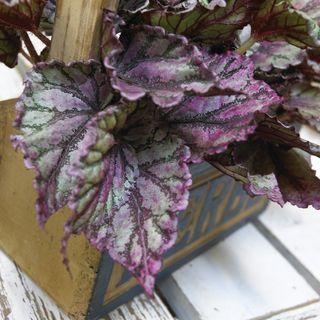 Begonia rex_02 Begonia rex_02