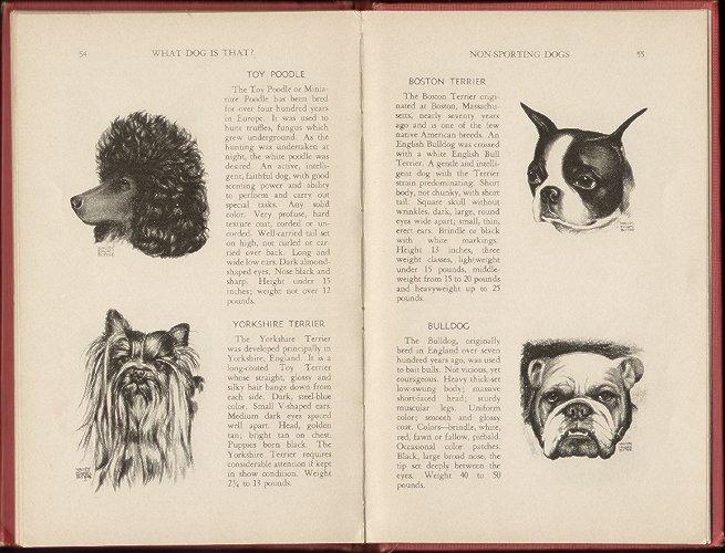 Livre anglais ancien – WHAT DOG IS THAT ?