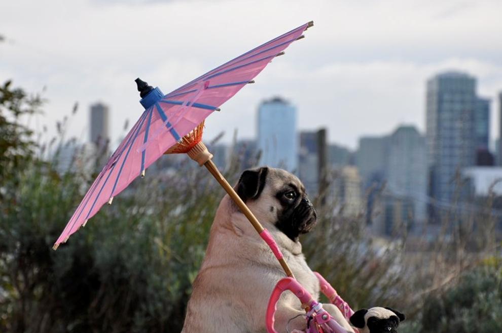 Top 6 des chiens qui restent élégants sous un parapluie.