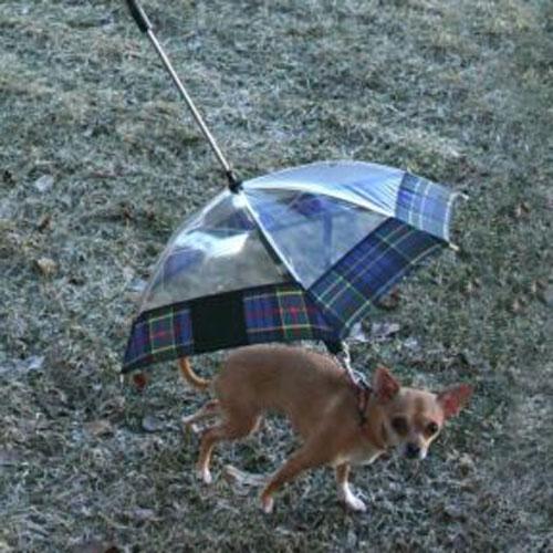 Top 6 des chiens qui restent élégants sous un parapluie.