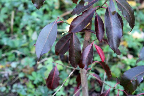 Euonymus grandiflorus 3 euo grandi romi 23 oct 2012 013.jpg