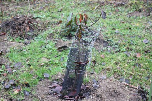 Euonymus grandiflorus 1 euo grandi déc 2011 019.jpg