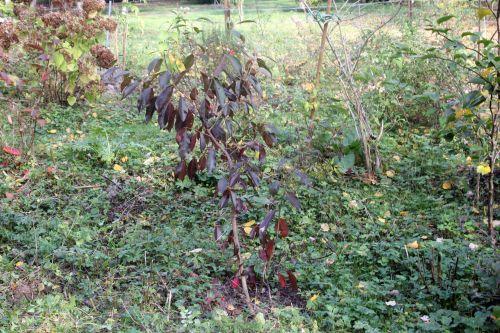 Euonymus grandiflorus 2 euo grandi romi 23 oct 2012 006.jpg