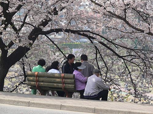 Cerisiers Cheongju (5)