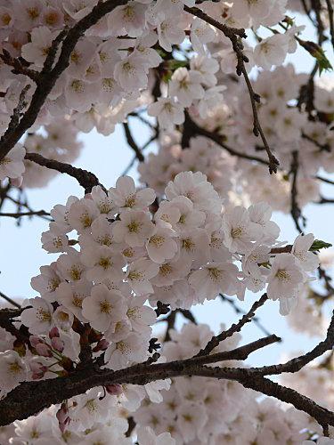 Cerisiers Cheongju (9)