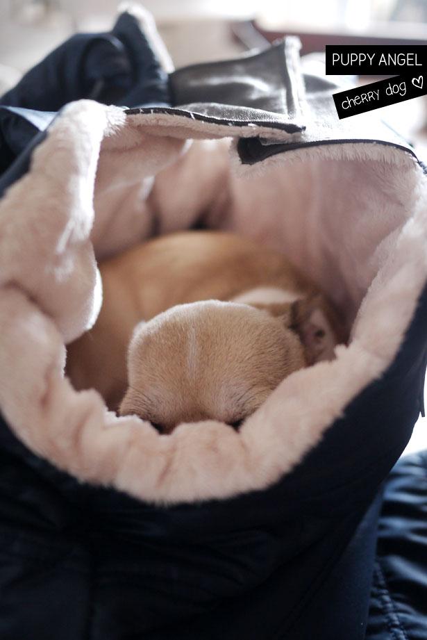 Les sacs de transport doudounes Puppy Angel