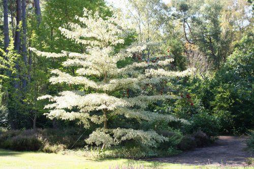 2 cornus controversa variegata 16 sept 011.jpg