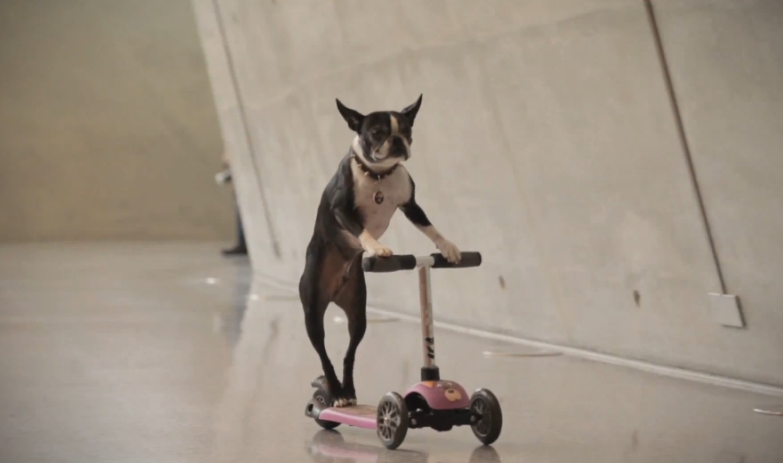 Des chiens skaters au musée Mercedes Benz !