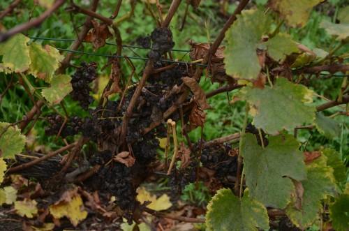 Vinocamp caravaneige savoyard... vinocamp,savoie,