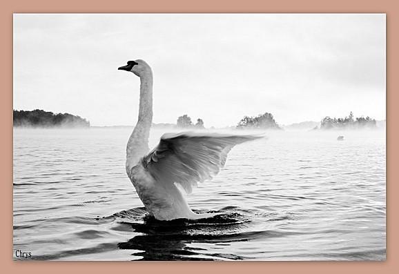 Instant T. #59# INSTANT-T-58.jpg