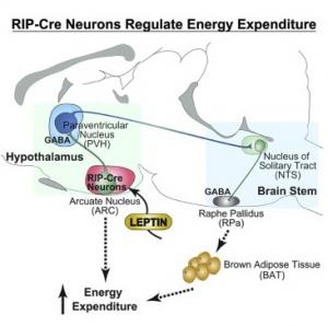 OBÉSITÉ: Identification de neurones maîtres de l’équilibre énergétique – Cell