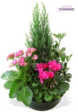 Interflora_coupe-de-plantes Interflora_coupe-de-plantes