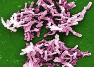 INFECTIONS NOSOCOMIALES: Un cocktail de bactéries naturelles pour tuer C. difficile – PLoS Pathogens