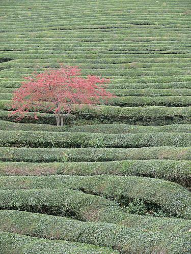 Quelques festivals de fleurs printanières en Corée Thé vert de boseong (1)