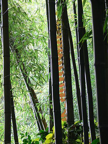 Quelques festivals de fleurs printanières en Corée Bambou de Damnyang