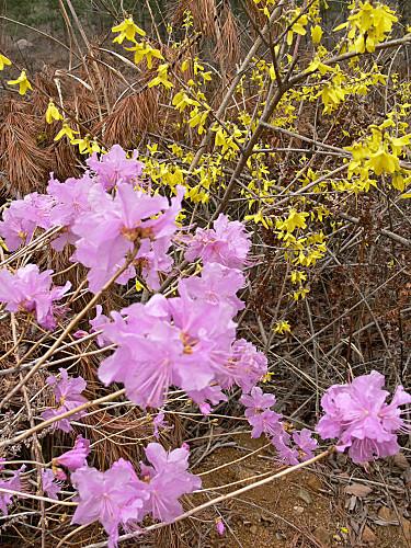Quelques festivals de fleurs printanières en Corée azalées (1)