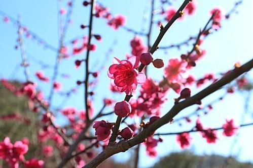 Quelques festivals de fleurs printanières en Corée Fetes-des-fleurs 1421