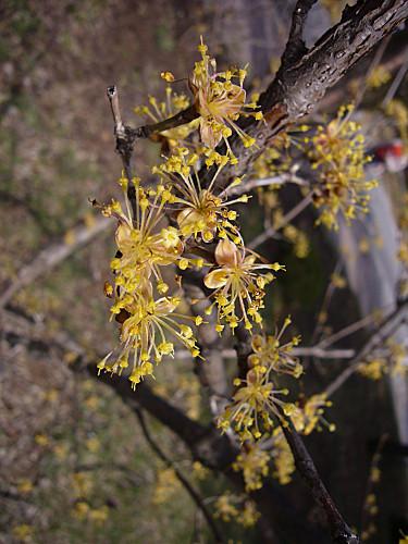 Quelques festivals de fleurs printanières en Corée cornouiller