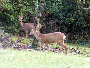 Les hôtes de mes bois biches 004