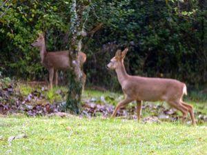 Les hôtes de mes bois biches 003
