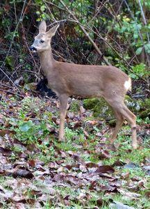 Les hôtes de mes bois biches 011