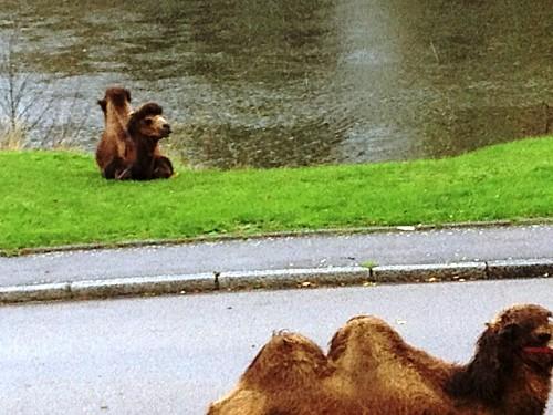 Changement climatique dromadaire.JPG
