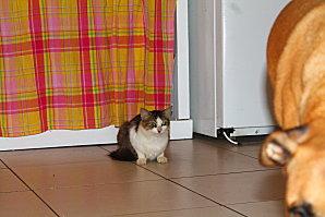 Comme chiens et chats les-animaux-6921.JPG