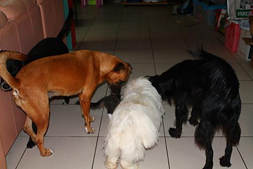 Comme chiens et chats les-animaux-6924.JPG