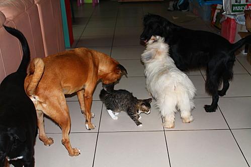 Comme chiens et chats les-animaux 6925
