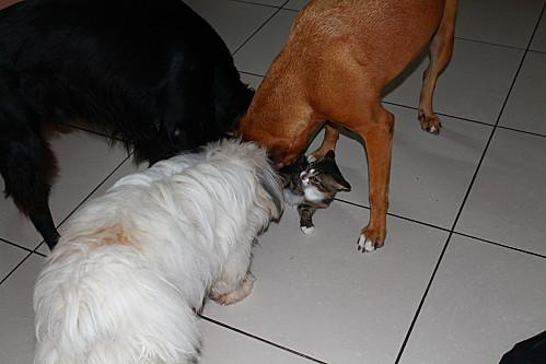 Comme chiens et chats les-animaux-6929.JPG