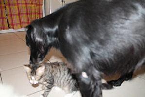 Comme chiens et chats les-animaux-6919.JPG