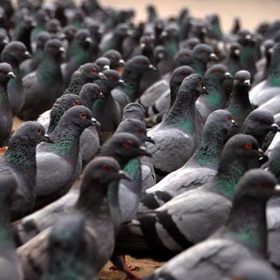 pigeons @Le Monde : Un journaliste, ça vole bas