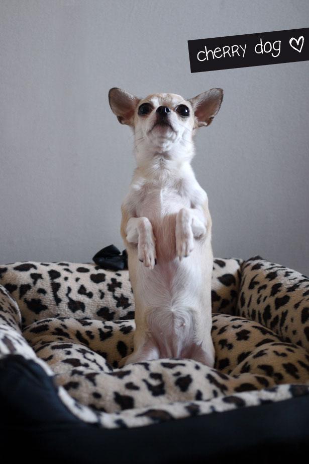 Panier lĂŠopard pour chiens Du confort ? Encore !