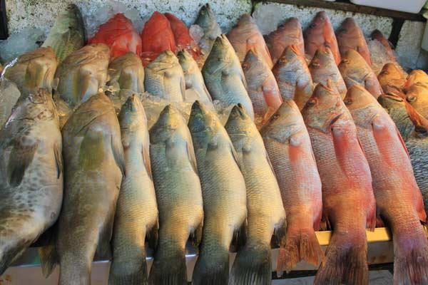 choix-poissons-rawai Choix de poissons sur le marché aux poissons de Rawaï