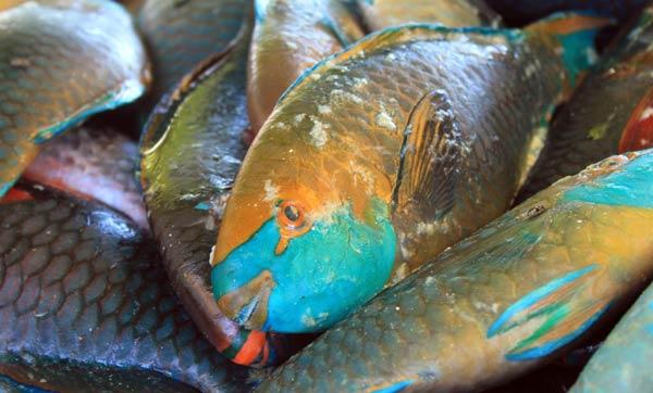 poisson-perroquet-marche-poissons-rawai Poisson-perroquet sur le marché aux poissons de Rawaï