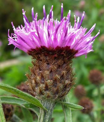 Centaurea jacea var. microptilon Centaurea jacea var. microptilon